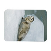 Niedlich Harbour Siegel on Snow Magnet (Horizontal)