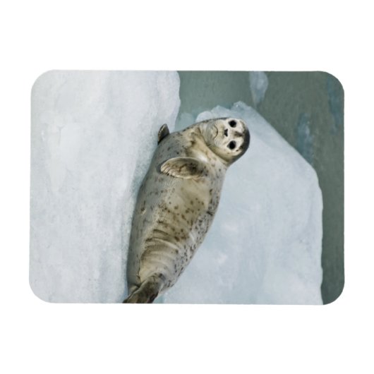 Niedlich Harbour Siegel on Snow Magnet (Horizontal)