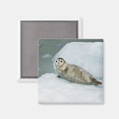 Niedlich Harbour Siegel on Snow Magnet (Vorderseite/Rückseite)