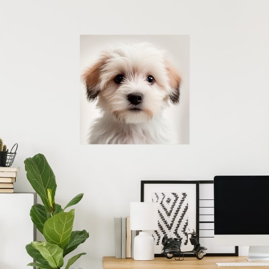 Niedlich Havanese Puppy Dog Portrait Poster (1) (Heimbüro)