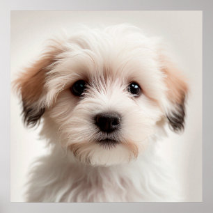Niedlich Havanese Puppy Dog Portrait Poster (1)