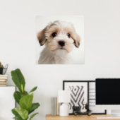 Niedlich Havanese Puppy Dog Portrait Poster (2) (Heimbüro)