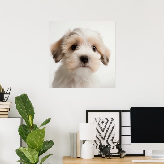 Niedlich Havanese Puppy Dog Portrait Poster (2) (Heimbüro)