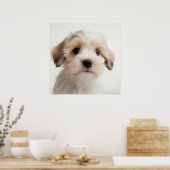 Niedlich Havanese Puppy Dog Portrait Poster (2) (Küche)