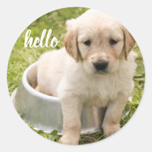 Niedlich Hello Golden Retriever Puppy Dog Runder Aufkleber