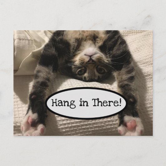 Niedlich Henry Cat Hang in There Foto Postkarte (Vorderseite)