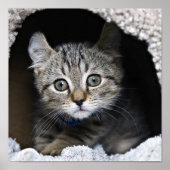 Niedlich Highland Lynx Kitten Poster (Vorne)