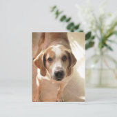 Niedlich Hound Dog Portrait Foto Postkarte (Stehend Vorderseite)