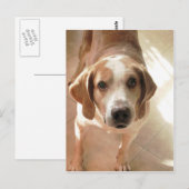 Niedlich Hound Dog Portrait Foto Postkarte (Vorne/Hinten)