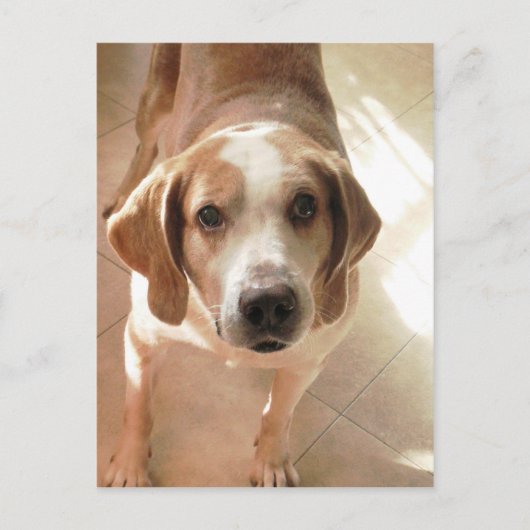 Niedlich Hound Dog Portrait Foto Postkarte (Vorderseite)