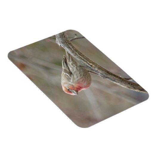 Niedlich House Finch Magnet (Rechte Seite)