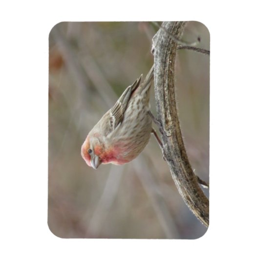 Niedlich House Finch Magnet (Vertikal)
