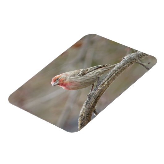 Niedlich House Finch Magnet (Linke Seite)