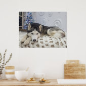 Niedlich Husky Dog Schönes Portrait Poster (Küche)