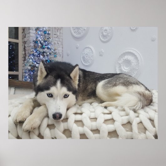 Niedlich Husky Dog Schönes Portrait Poster (Vorne)