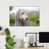 Niedlich Irish Wolfhound Poster (Heimbüro)