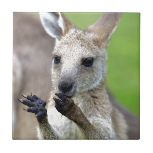 Niedlich Joey Kangaroo Fliese (Vorderseite)