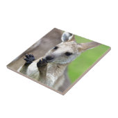 Niedlich Joey Kangaroo Fliese (Seite)