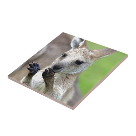 Niedlich Joey Kangaroo Fliese (Seite)