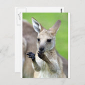 Niedlich Joey Kangaroo Postkarte (Vorne/Hinten)