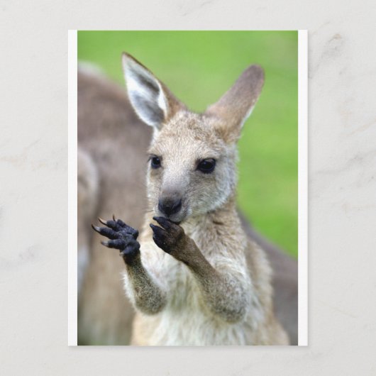 Niedlich Joey Kangaroo Postkarte (Vorderseite)