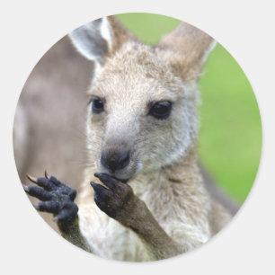 Niedlich Joey Kangaroo Runder Aufkleber