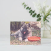 Niedlich Keeshond Welppy Postkarte (Stehend Vorderseite)