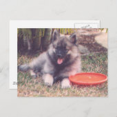 Niedlich Keeshond Welppy Postkarte (Vorne/Hinten)