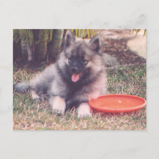 Niedlich Keeshond Welppy Postkarte