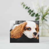 Niedlich King Charles Spaniel Postkarte (Stehend Vorderseite)