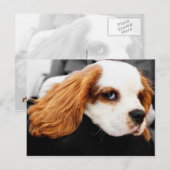 Niedlich King Charles Spaniel Postkarte (Vorne/Hinten)