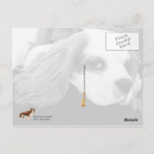 Niedlich King Charles Spaniel Postkarte (Rückseite)