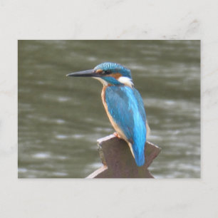 Niedlich Kingfisher DIY Postcard Postkarte