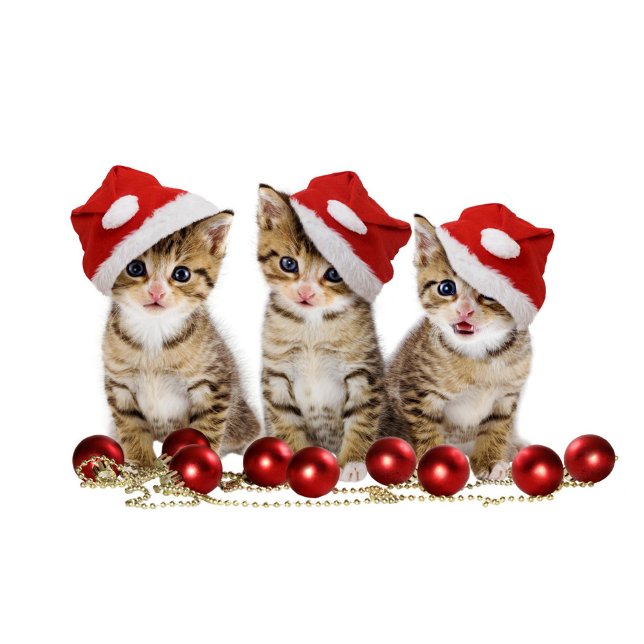 Niedlich Kissen ( Kittens with blue eyes, wearing red and white Santa hats, are sitting in a row. )