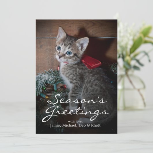 Niedlich Kitten (Stehend Vorderseite)