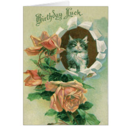 Niedlich Kitten Cat Rose Rose