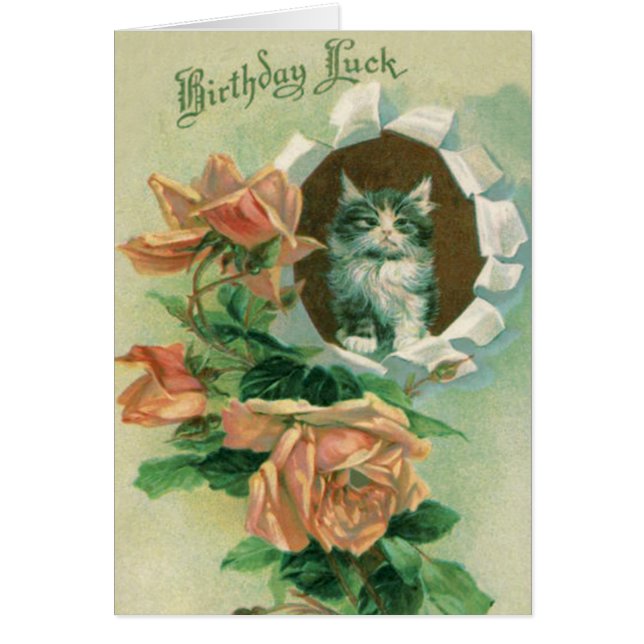 Niedlich Kitten Cat Rose Rose (Vorne)