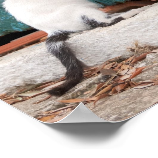 Niedlich Kitten Chasing Mama Schwanz Funny Cat Fot Poster (Ecke)