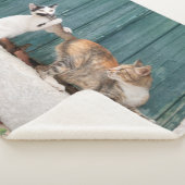 Niedlich Kitten Chasing Mama Schwanz Funny Cat Fot Sherpadecke (3/4)