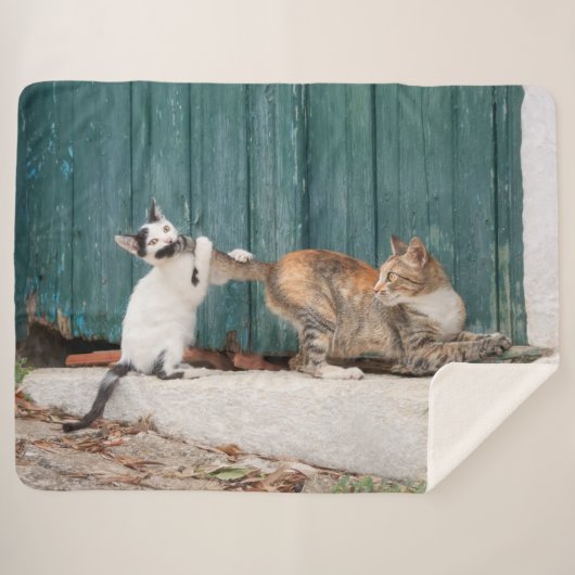 Niedlich Kitten Chasing Mama Schwanz Funny Cat Fot Sherpadecke (Vorderseite (Horizontal))