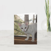 Niedlich Kitten Dankeschön Karte (Vorderseite)