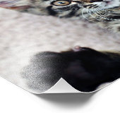 Niedlich Kitten Foto drucken (Ecke)