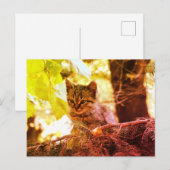 Niedlich Kitten Foto Postkarte (Vorne/Hinten)