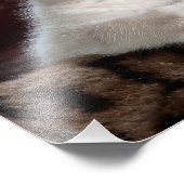 Niedlich Kitten Fotodruck (Ecke)