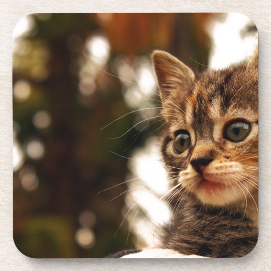 Niedlich Kitten Getränkeuntersetzer (Vorderseite)