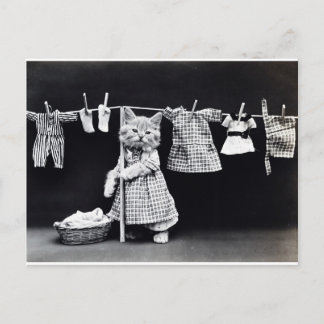 Niedlich Kitten Hanging Wäsche Postkarte