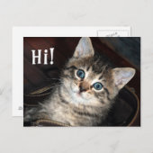 Niedlich Kitten Hi!  Postkarte (Vorne/Hinten)