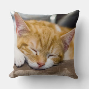 Niedlich Kitten Kissen