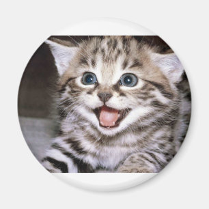 Niedlich Kitten Magnet