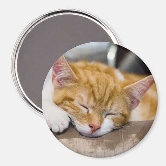 Niedlich Kitten Magnet (Vorderseite/Rückseite)